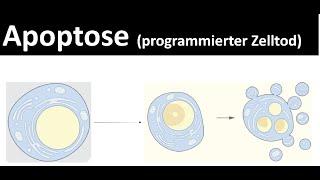Apoptose - programmierter Zelltod + Nekrose - Biologie Oberstufe