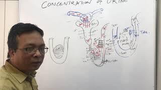 urine concentration and dilutioncounter-current mechanism part2role of urea