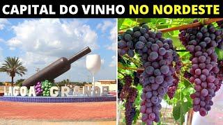 8 CIDADES NO MEIO DO NORDESTE QUE PRODUZEM VINHOS