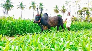 kangeyam kalai rekla training  jallikattu kalai