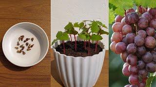 How to grow grapes tree from seeds at home  growing grapes from seeds easy method