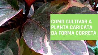 DICAS DE CULTIVO DA PLANTA CARICATA