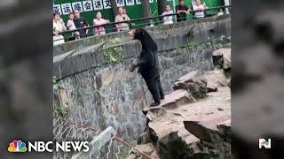 Sun bear in China zoo sparks online debate
