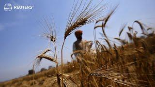 Global wheat prices may soar as India bans exports