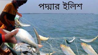 তাজা ইলিশ ধরতে গিয়ে কি হলো দেখুন  Live Hilsha Fish catching  DN Eyes  Sundarban fishing