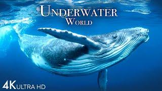 Underwater World 4K - Incredible Colorful Ocean Life  Marine Life  Scenic Relaxation Film