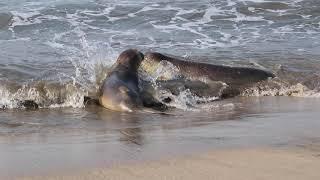 Watch Pirate & Champion Return Home Rescued Elephant Seals Released