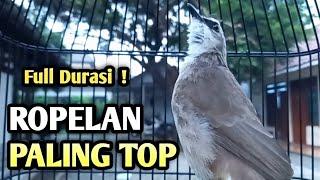 trucukan gacor EMOSI ROPEL PANJANG pancingan trucukan agar bunyi JADIKAN burung trucukan gacor NYAUT