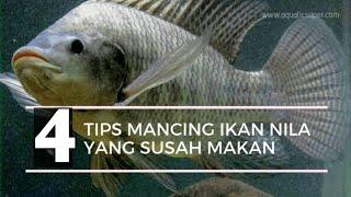 4 Tips Mengatasi ikan nila kolam susah makan atau mogok makan Tilapia Bait