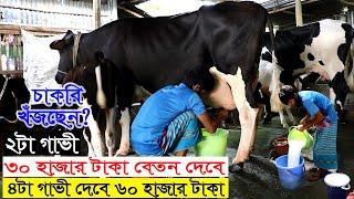 ভালো জাতের দুগ্ধ গাভী চেনার উপায়  ২টা গাভি থেকে মাসিক আয় ৩০ হাজার টাকা  গাভীর খামার সফল মোস্তফা