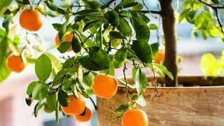 The Best Fruit Trees for Containers Pot Sizes Requirements & More