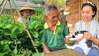 Love cove bean season grandfather brought a rabbit as a gift to Hang  Ly Phuc Hang