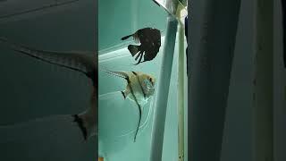 Male Angel fish fertilizing the eggs  #shorts