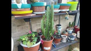 Euphorbia Trigona Rubra  - African Milk Barrel