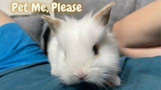 Painless Way To Pet Your Rabbit