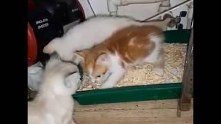 Котята обследуют лоток
