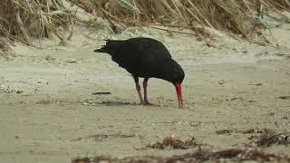 Sooty Oystercatcher - Haematopus fuliginosus beachcomber at Wilsons Promontory