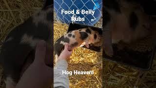 This Little Piggy Loves Belly Rubs #piglet #farmlife #eonfarm #kunekune