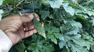 RAINY SEASON CULTIVATION OF KARELA BITTER GAURD.