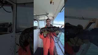 One of the biggest lobsters we’ve caught