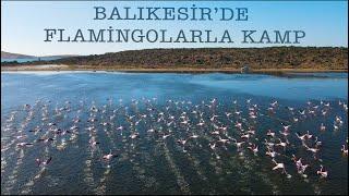 BALIKESİRDE FLAMİNGOLARLA KAMP