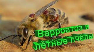 Профессор Кашковский Варроатоз и лётные пчёлы