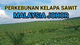 Perkebunan kelapa sawit malaysia istate