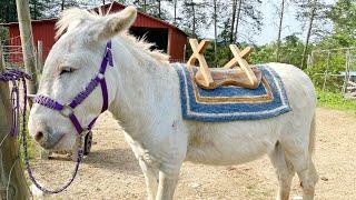 Best shedding tool ever Donkey care️ #burro #donkey