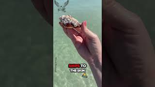 What Are Barnacles? #animals #shortvideos