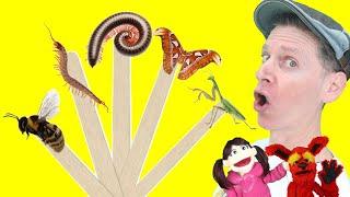 Bugs Part 3  Pop Sticks Song with Matt  Dream English Kids