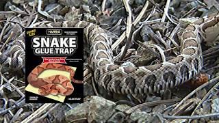 Snake Glue Board Extra Large  PF Harris