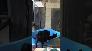 Dog mating with cat 