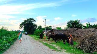 Natural Village Life In India  Daily Routine In Uttar Pradesh Village #upvillage #farming #village