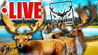 Fallow the Leader to the Big Males  Fallow Grinding LIVE