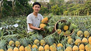 Harvesting pineapples go market sell Harvest the first duck eggs cooking. 2 Years Alone in Forest