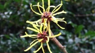 Hamamelis mollis