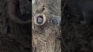 Cute Squirrels Peeping Out Of Their Nest