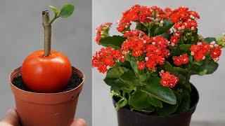 The Secret To Easy Kalanchoe Cuttings To Have A Beautiful Flower Garden