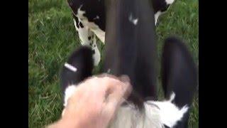 Intimate moment between man and cow