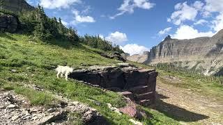 Glacier National Park- Mount Oberlin Trail