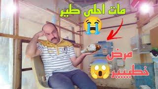 مرض خطييير  وموت طير حلو بالمحمية