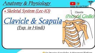 Pectoral Girdle  Clavicle & Scapula bone  Appendicular skeletal system  Anatomy & Physiology