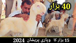 Mandimein janwar 2024 . Sastimandi  Bakra Eid 2023 ki wajah se Mundra chhatron Ki Mandi