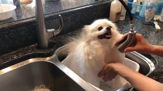 Secrets to Perfectly Bathing Your Pomeranian