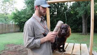 Force Fetching your Boykin Spaniel Training Tula 005