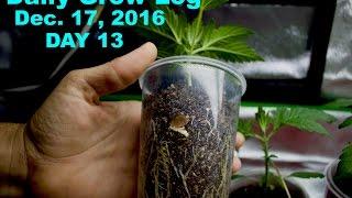 Daily Cannabis Grow Log - Dec 17