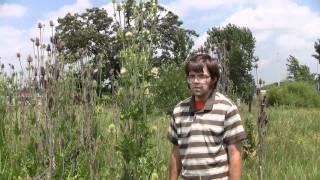 Common Teasel identification of the Wisconsin Invasive Species Dipsacus fullonum