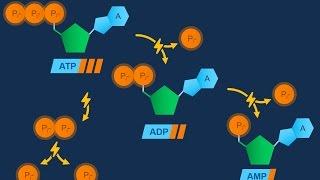 Nucleotidi ed ATP