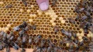 Bees Capped Brood Capped Honey and Nectar in Comb