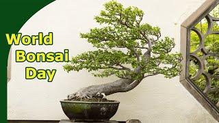 World Bonsai Day at the USA National Arboretum
